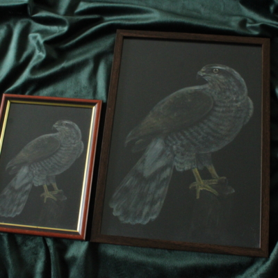 Havik print ingelijst M